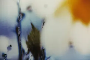 Koen Blanckaert - Set van twee foto's op dibond, Paaslelies (Groot) kopen? Bied vanaf 100!