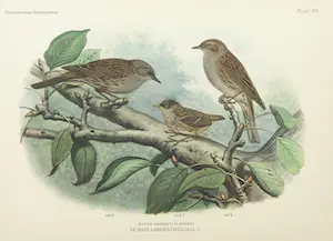 Eduard Daniël van Oort - Chromolitho, Lot van vier voorstellingen uit 'De Vogels van Nederland' kopen? Bied vanaf 1!