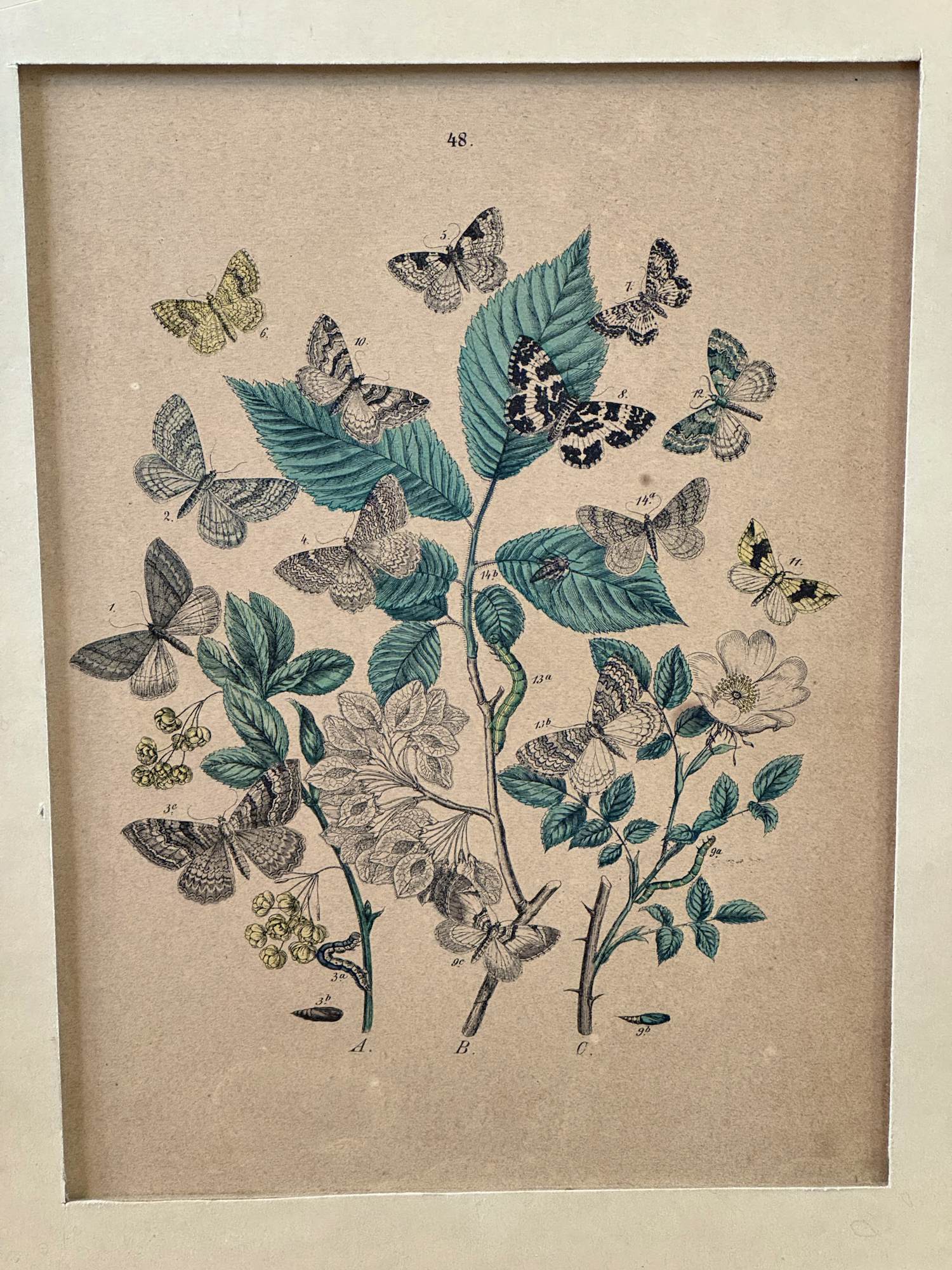 Rie Cramer - botanische vlinders prent kopen? Bied vanaf 25!