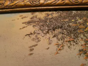 Dumont - Diptiek: Minnewater Brugge kopen? Bied vanaf 40!