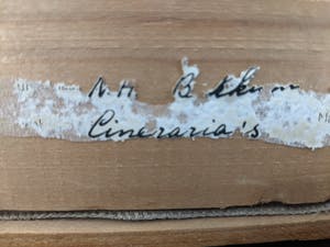 Nico van Bekkum - Gineraria's kopen? Bied vanaf 10!