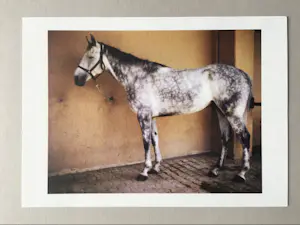 Charlotte Dumas - The horses of the Roman Carabinieri a cavallo at rest after work kopen? Bied vanaf 125!