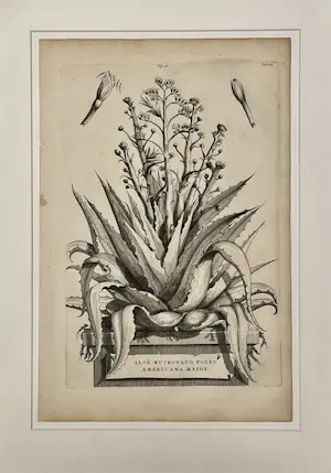 Joseph Mulder - Abraham Munting: Aloe / Agave 1696 Nauwkeurige beschrijving der aardgewassen kaufen? Bieten Sie von 140!