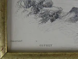 Buy Edward Lear - Osprey? Bid from 22!