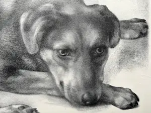 Aart van Dobbenburgh - handgesigneerde litho | 'Rustende hond' | 1969 kopen? Bied vanaf 50!