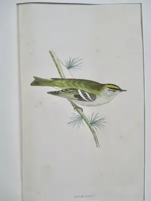 Niet of onleesbaar gesigneerd - 19 diverse vogelvoorstellingen kopen? Bied vanaf 1!