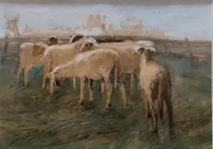 Geo Poggenbeek - schapen in de wei kaufen? Bieten Sie von 400!
