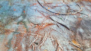 Niet of onleesbaar gesigneerd - Aong-Fish kopen? Bied vanaf 10!