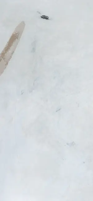 Nico Molenkamp - Zeefdruk, Vogel - Ingelijst (Groot) kopen? Bied vanaf 1!