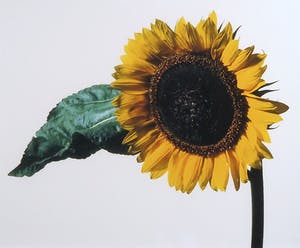 Paul Huf - Foto, Zonnebloem - Ingelijst kopen? Bied vanaf 1!