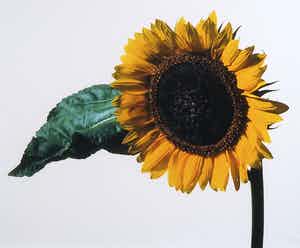 Paul Huf - Foto, Zonnebloem - Ingelijst verkocht voor € 1!