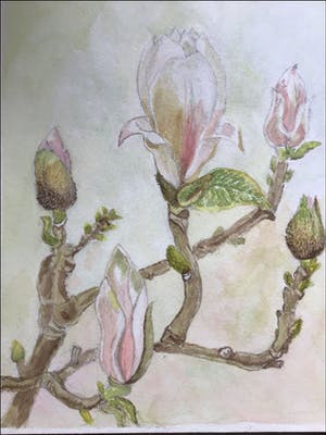 Niet of onleesbaar gesigneerd - Magnolia in Bloei. kopen? Bied vanaf 1!