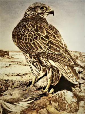 Timothy John Greenwood - gelauwerde Brits graficus - "Havik en prooi" - ETS & aquatint - oplage 100 kopen? Bied vanaf 42!