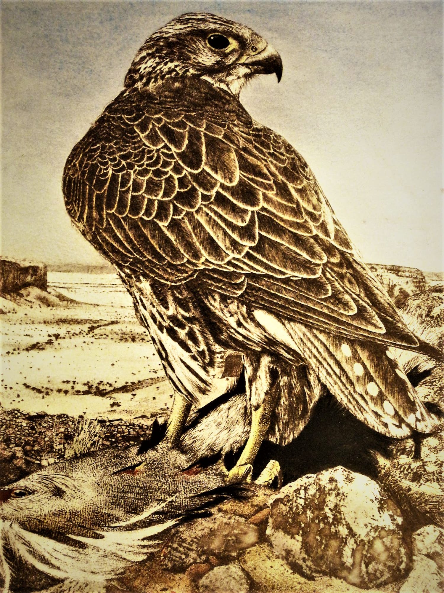 Timothy John Greenwood - gelauwerde Brits graficus - "Havik en prooi" - ETS & aquatint - oplage 100 verkocht voor € 42!