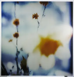 Koen Blanckaert - Set van twee foto's op dibond, Paaslelies (Groot) kopen? Bied vanaf 100!