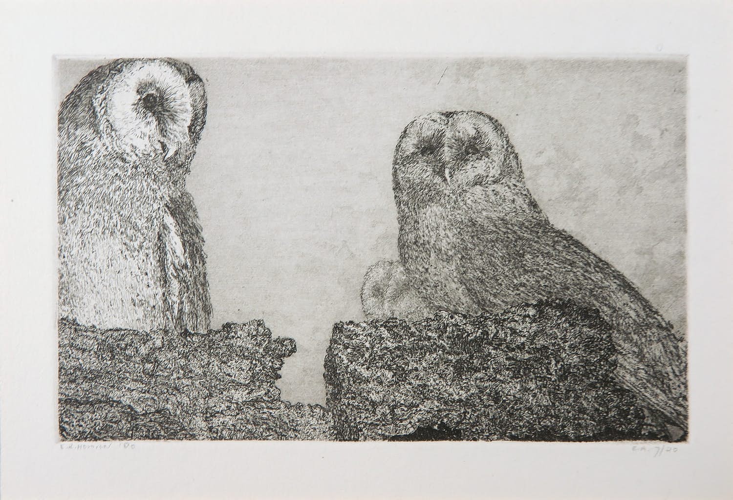 Reinder Homan - Ets, Twee uiltjes kopen? Bied vanaf 60!