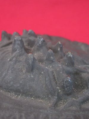 Brons (Onbekend) - Christus met de doornenkroon kopen? Bied vanaf 15!