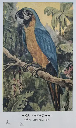 Rob Scholte - Handgesigneerde offset/zeefdruk | 'Ara' | 1992 kopen? Bied vanaf 150!