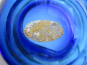 Seguso - Vetri d’Arte, schaaltje toegeschreven aan Flavio Poli kopen? Bied vanaf 10!