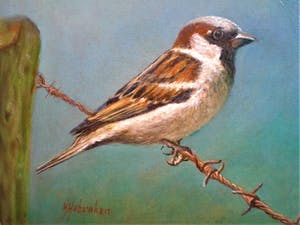 Hans Habraken - Mus op prikkeldraad kopen? Bied vanaf 275!