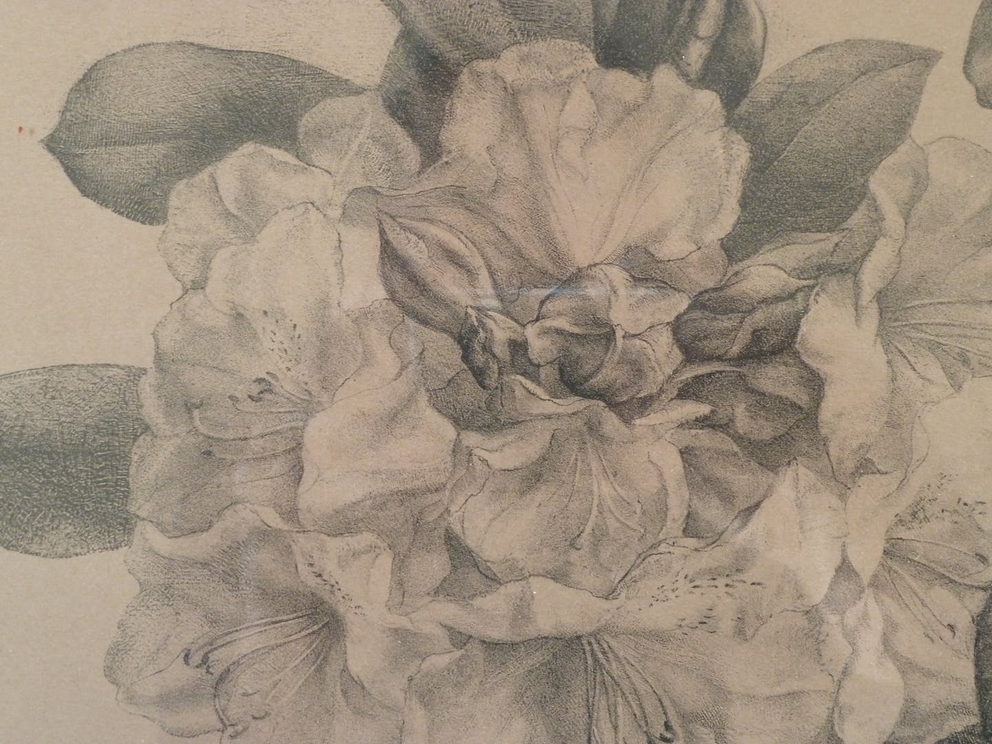 Aart van Dobbenburgh - Rhododendron kopen? Bied vanaf 40!