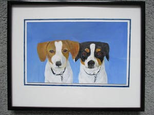 Ari Stolk - 2 Jack Russells kopen? Bied vanaf 35!