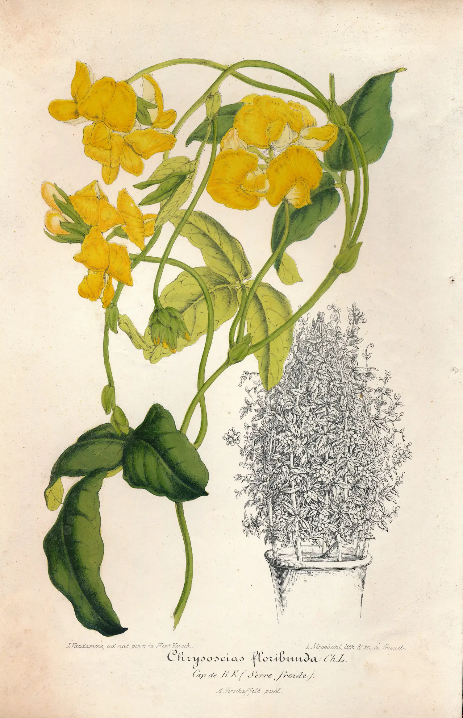 Francois Stroobant (1819-1916)