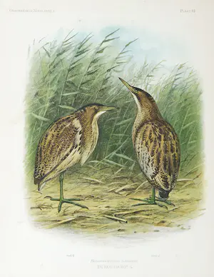 Eduard Daniël van Oort - Chromolitho, Lot van vier voorstellingen uit 'De Vogels van Nederland' kopen? Bied vanaf 1!