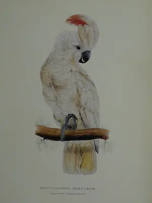 Edward Lear - Portfolio met 12 prenten van Papegaaien en Parkieten - 1990 kopen? Bied vanaf 10!