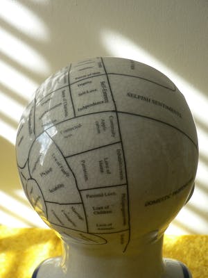 Curiosa - Phrenology head by L.N.Fowler kopen? Bied vanaf 50!