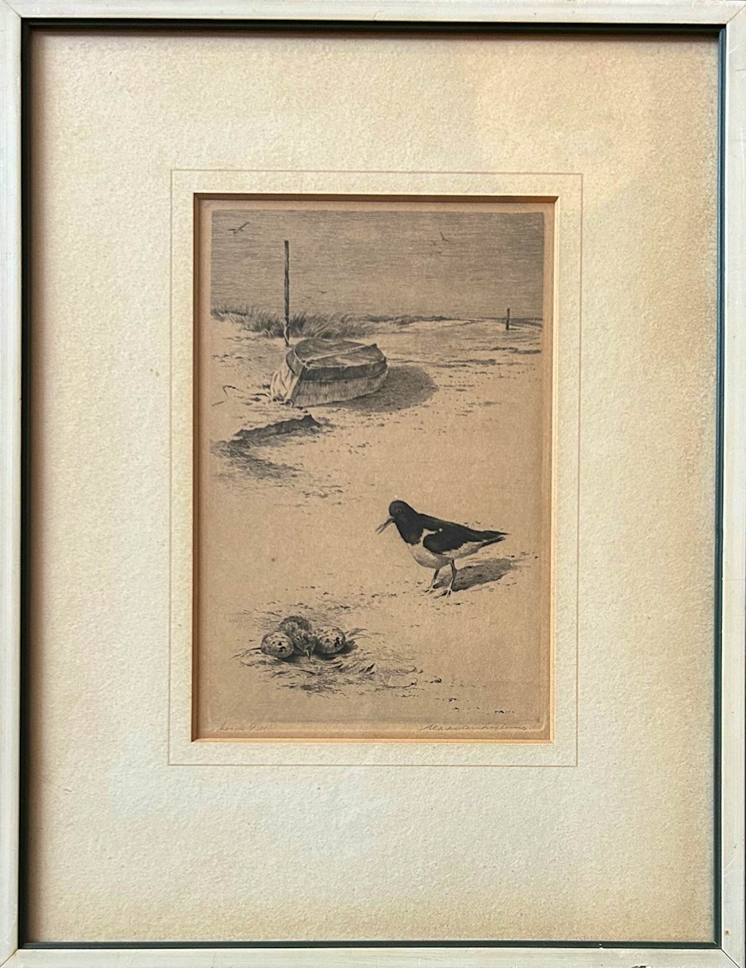 Maarten Langbroek - Bonte Piet (scholekster) kopen? Bied vanaf 49!