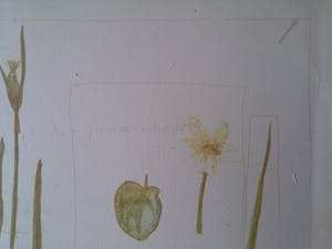 Minno Banning - Minno Banning - Kleuren litho - Parnassia Paulustris kopen? Bied vanaf 20!