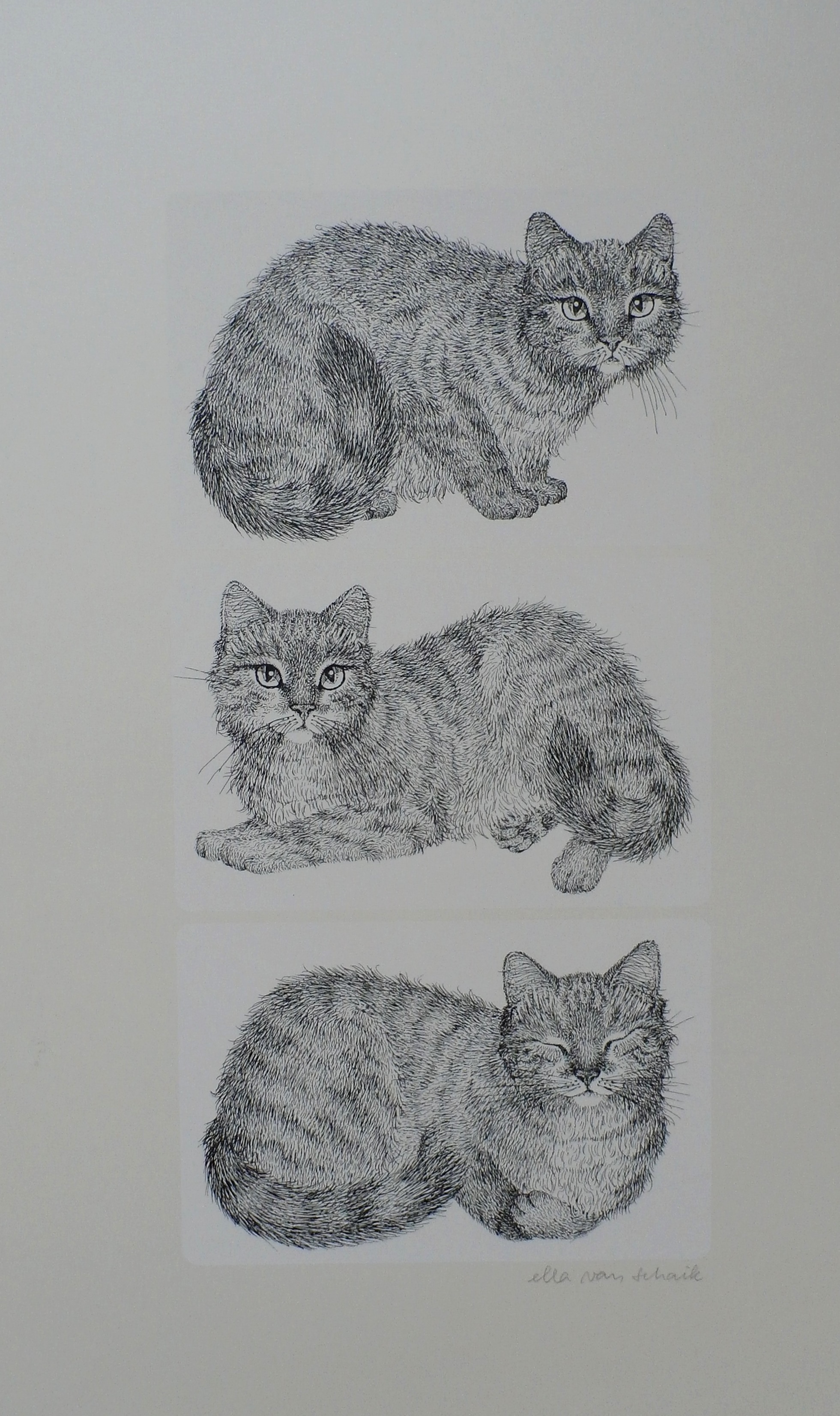Ella van Schaik - zeefdruk: poes (3 afbeeldingen) verkocht voor € 45!