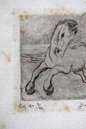 Enno Brokke - Veulen in de wei kopen? Bied vanaf 50!