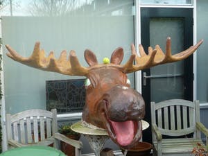 Curiosa - Grote Elandenkop kopen? Bied vanaf 99!