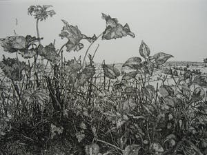 Willem Minderman - WILDE PLANTEN kopen? Bied vanaf 50!