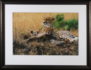 Thomas D. Mangelsen - Foto, Kenya Gold - Ingelijst (Groot) kopen? Bied vanaf 50!