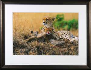 Thomas D. Mangelsen - Foto, Kenya Gold - Ingelijst (Groot) verkocht voor € 50!