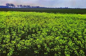 Paul Huf - Foto, Zonder titel - Ingelijst kopen? Bied vanaf 1!