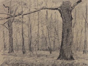 Wim Steijn - Krijttekening, Bomen kopen? Bied vanaf 20!