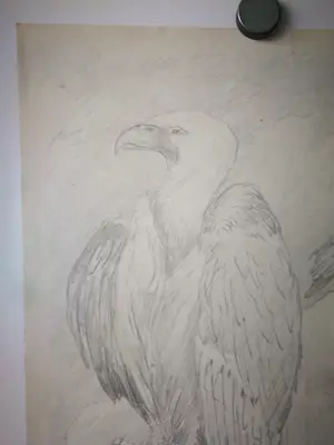 Eugene Rensburg - Lammergier. kopen? Bied vanaf 59!