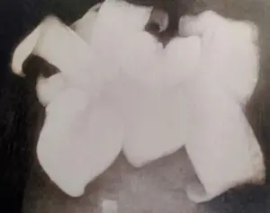 Jan Mankes - Aronskelken kopen? Bied vanaf 45!