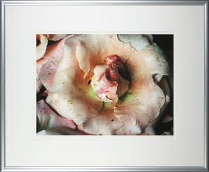 Bert Houweling - Fotoprint, Roos 30 - Ingelijst kopen? Bied vanaf 20!