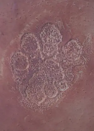 Peter Westerveld - Voetafdruk Jaguar 98 kopen? Bied vanaf 150!