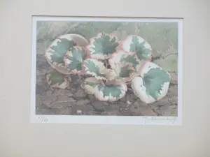 Jan Voerman (jr.) - Bosanemoontjes - Kleurenlitho kopen? Bied vanaf 60!