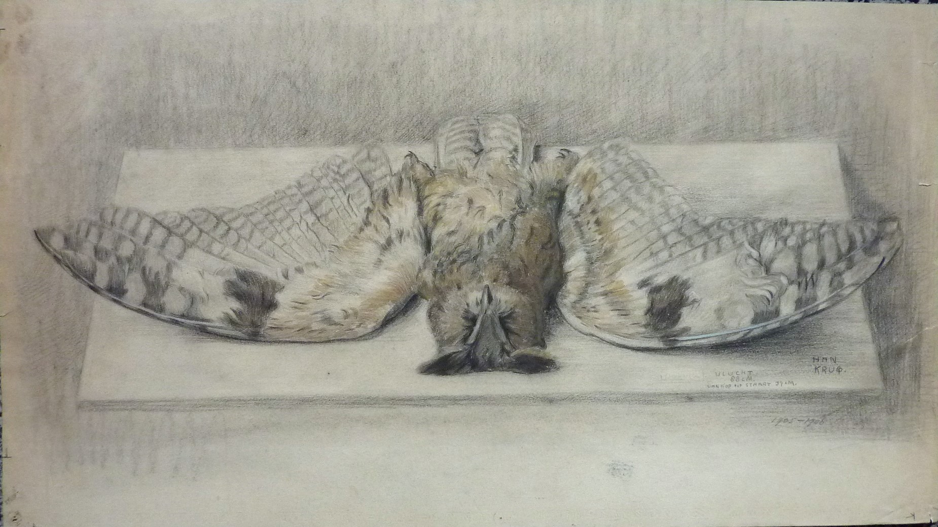 Han Krug - Tekening "Bosuil" 1905 kopen? Bied vanaf 90!