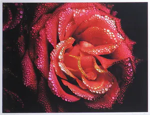 Bert Houweling - Foto, Roos 17 - Ingelijst kopen? Bied vanaf 1!