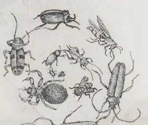 Eugene Peters - Kevers kopen? Bied vanaf 50!