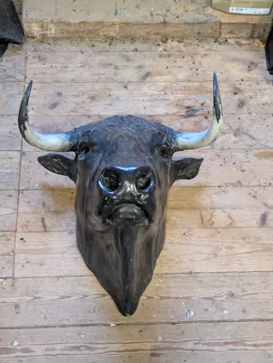 Chris Tap - Stierenkop kopen? Bied vanaf 3500!