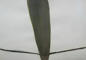 Ronald Noorman - Pastel/Gouache, ingelijst - 1999 kopen? Bied vanaf 299!